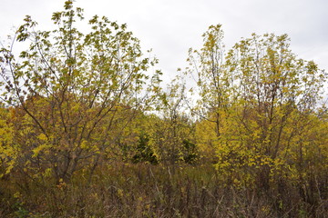 Trees. Autumn