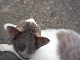 Closeup Cute Cat Lies Down on The Floor, Selective Focus