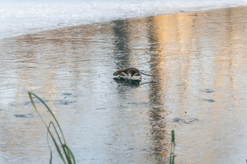 A gray rat is on a pond with a thin colored ice mirror with beautiful reflections in a park