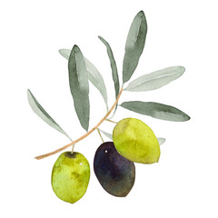 オリーブの葉と果実　水彩 イラスト