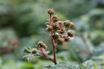 Unripe blackberries. Macro