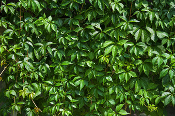 Fresh green wall of ivy after rain. Natural background