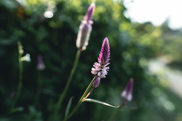 Dark Foliage background Dark green Leaves