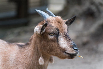 Kopf einer Ziege im Profil mit Blick nach rechts