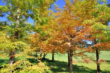 Colorful winter Bald Cypress tree (Wuling Farm in Taichung,Taiwan)