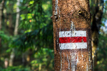 Marking the tourist route painted on the tree. Touristic route sign