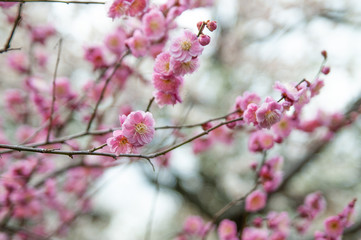 京都　北野天満宮　梅
