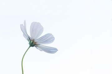 Beautiful purple cosmos flower in garden with sunlight and blue sky