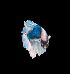 macro the beautiful small siam betta fish with black isolate background