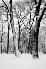 City park after snowfall. Graphic black and white image of the wintery city park. Trees covered with snow.