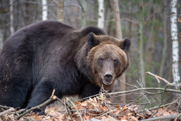 Fototapeta premium Bear in autumn forest