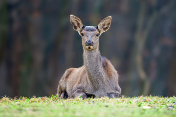 Female roe deer lies in a forest