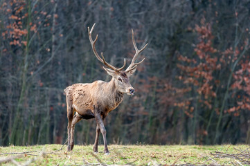 Naklejka na ściany i meble Roe deer standing in autumn forest