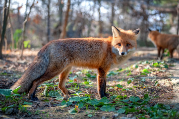 Close red fox in forest