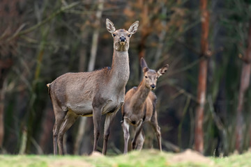 Female roe deer standing in a forest