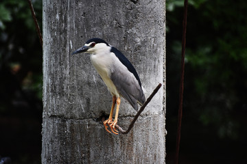 Heron Bird sitting pose
