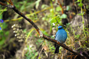Indigo bunting bird