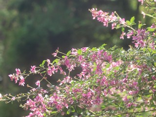 萩の花