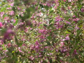 Obraz premium 萩の花