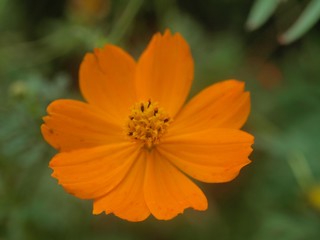 オレンジのコスモス