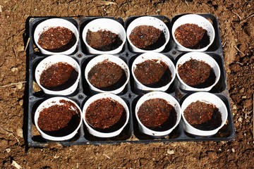 Germination and planting of peas