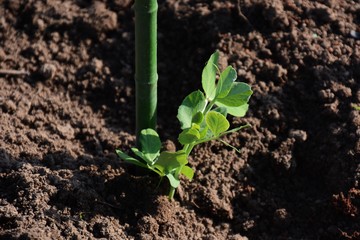 Germination and planting of peas