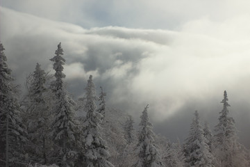 Clouds over coniferous forest in a mountainous area.