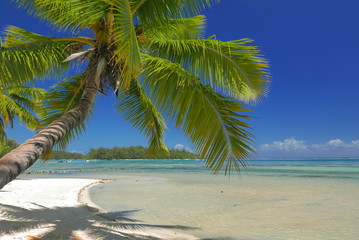 palmier sur une plage de Moorea