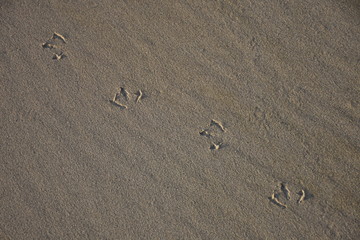 Skagsanden, Sand, Sandstrand, Flakstad, Spur, Vogelspur, Fußabdruck, Möwe, Wellen, Muster,...
