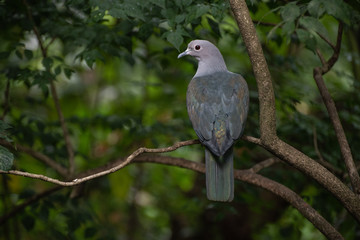 Bird up on tree 