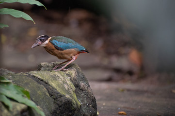 Bird walking on floor 