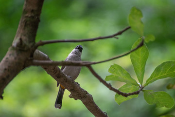 Bird up on tree 
