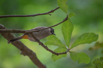 Bird up on tree 