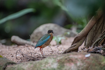 Bird walking on the floor