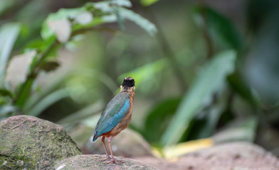 Bird walking on the floor