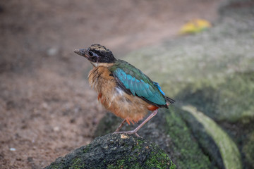 Bird walking on the floor