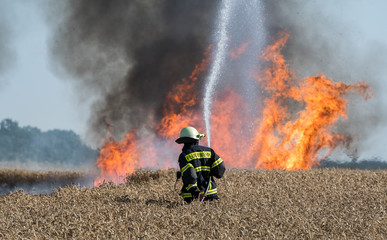 Feldbrand, brennendes Weizenfeld