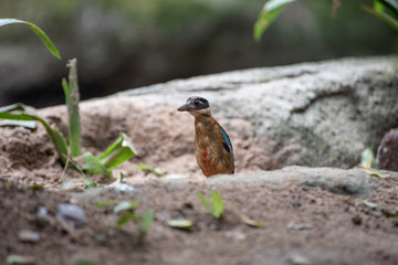 Bird walking on the floor