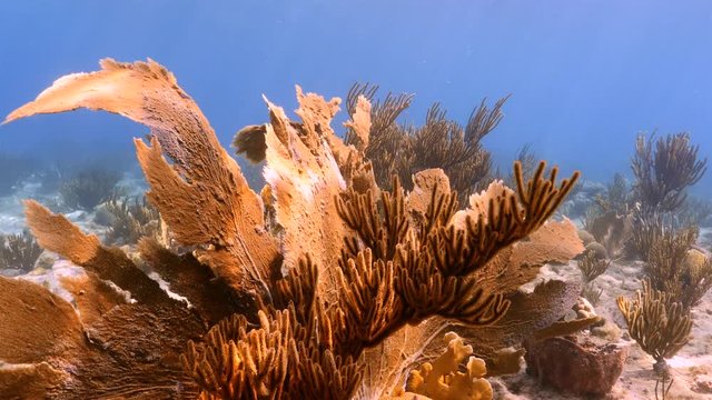Seascape of coral reef in Caribbean Sea around Curacao at dive site Playa Hundu  with sea fan, various coral and sponge