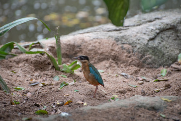 Bird walking on the floor