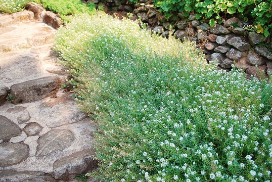 Decorative stone steps planted with cute little white flowers. White small flowers, Baby's breath, Bristol Fairy, Gypsophila on the stone steps.