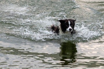 The Australian Shepherd dog plays and floats in the lake.