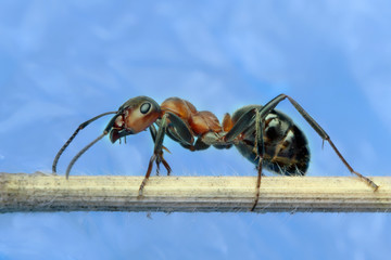 Ant sitting on a stalk of grass.
