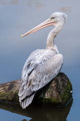 Pelecanus - pelican sitting on a trunk on the lake.