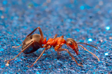 Ant on a blue abstract background resembling the bottom of the pool.
