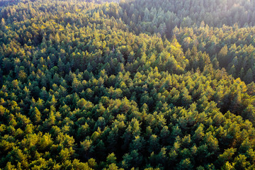 Beautiful panoramic photo over the tops of pine forest. Aerial view. From above. Top view