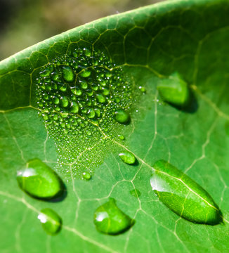 Rain drop on green leaf