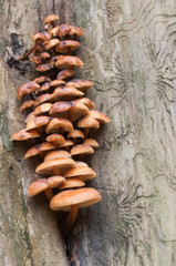 Fototapeta premium Flammulina velutipes mushrooms