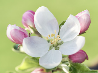 Fototapeta na wymiar Blooming flowers of apple tree. Close up of apple bud.
