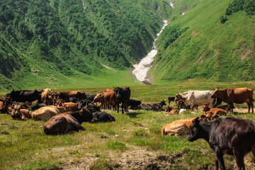 cows in a mountain field